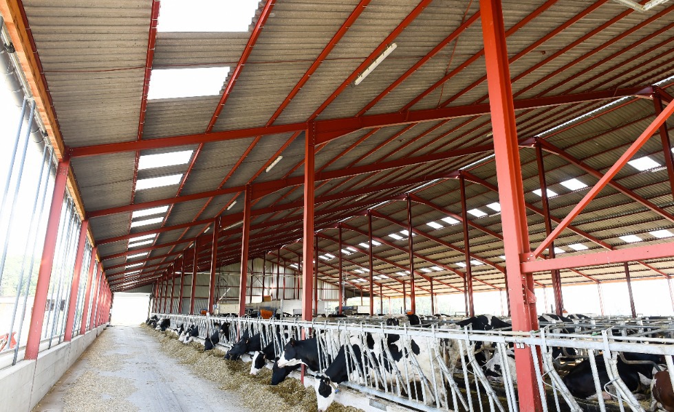Optimāla vide piena fermā un liellopu kūtī, lai gādātu par jūsu govju veselību