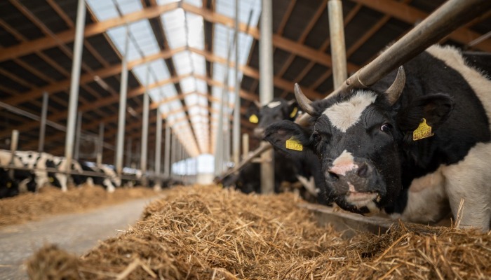 Optimāla vide piena fermā un liellopu kūtī, lai gādātu par jūsu govju veselību