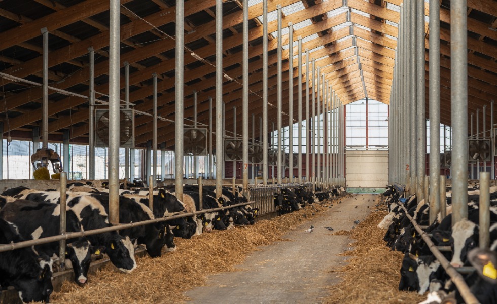 Kā lauksaimniecības nozares jumta segums var maksimāli uzlabot dzīvnieku labturību  